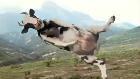 Man fight with 🐄cow