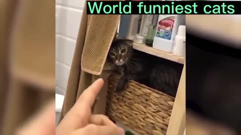 Animals Funny Videos 😂 #shorts #funnyvideos #animalfunnyscene