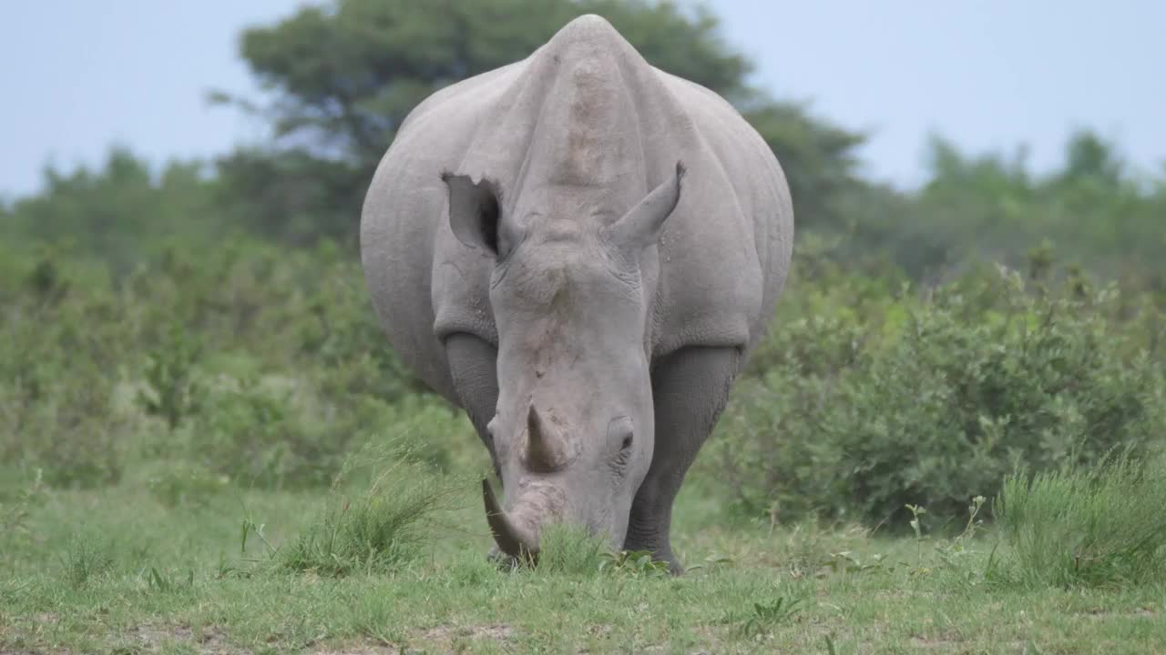 Rhino grazing in the wild