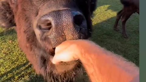 Animal fani video