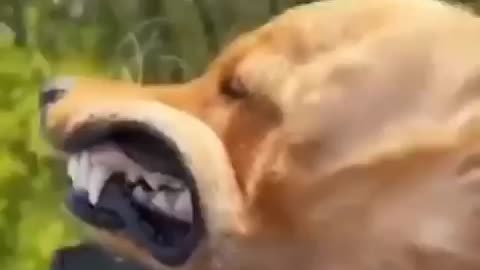 Funny animals