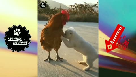 Puppy and Rooster have unlikely but beautiful friendship