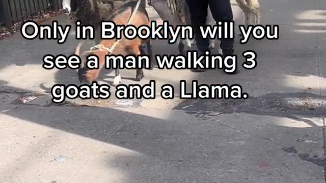 Only in Brooklyn will you see a man walking 3 goats and a Llama.