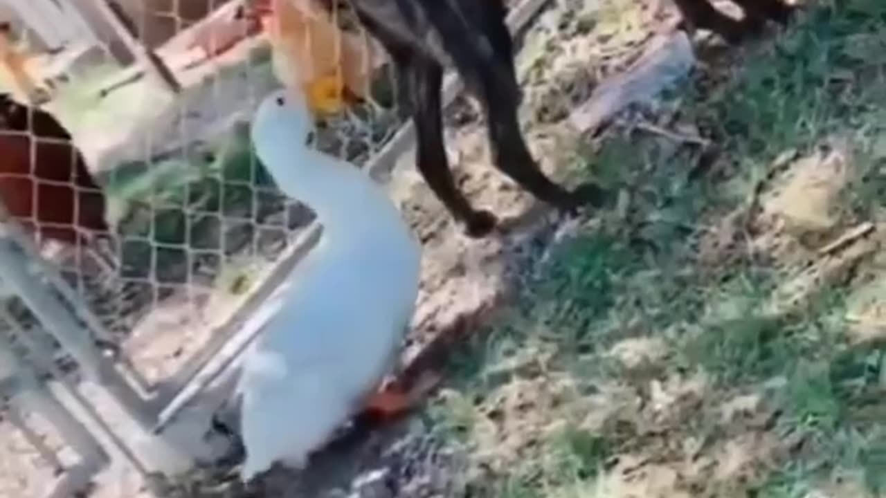 Animal funny moments 😁 crazy animal