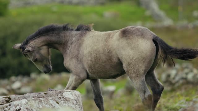 caballo de pasillo