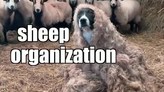 Operation Sheep