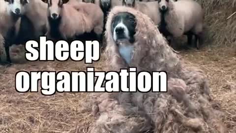Operation Sheep