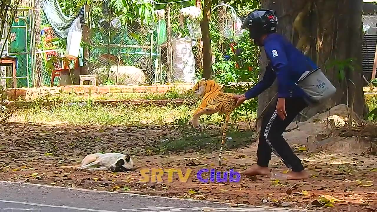 "Can't Stop Laughing at This Fake Tiger Prank on Dog!