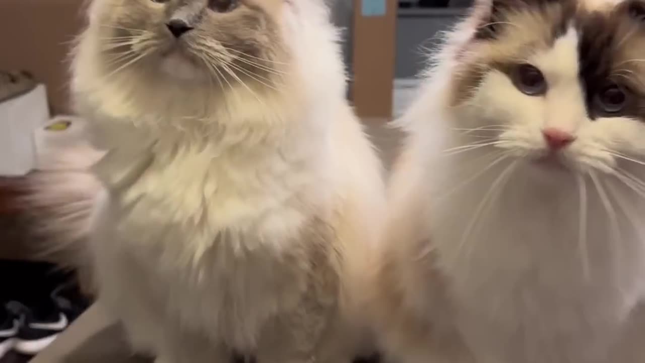 Their synchronized meows get me every time