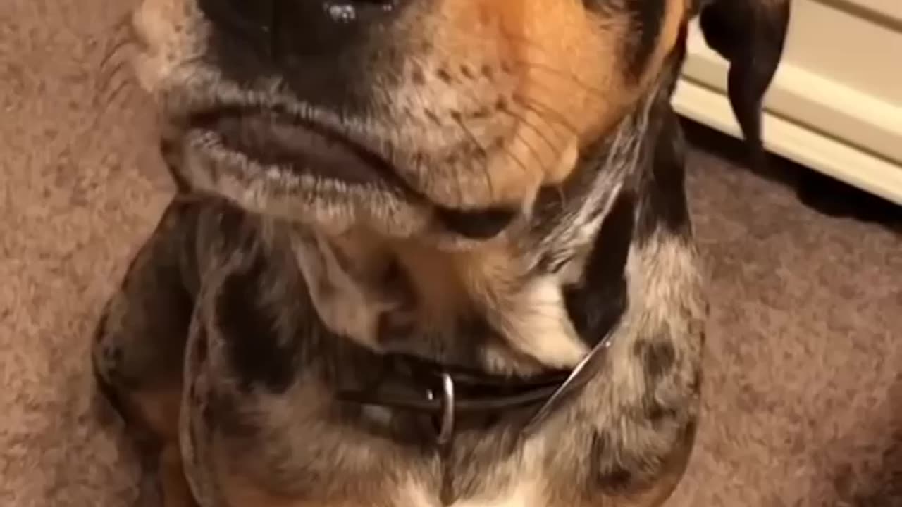 Dog talking back