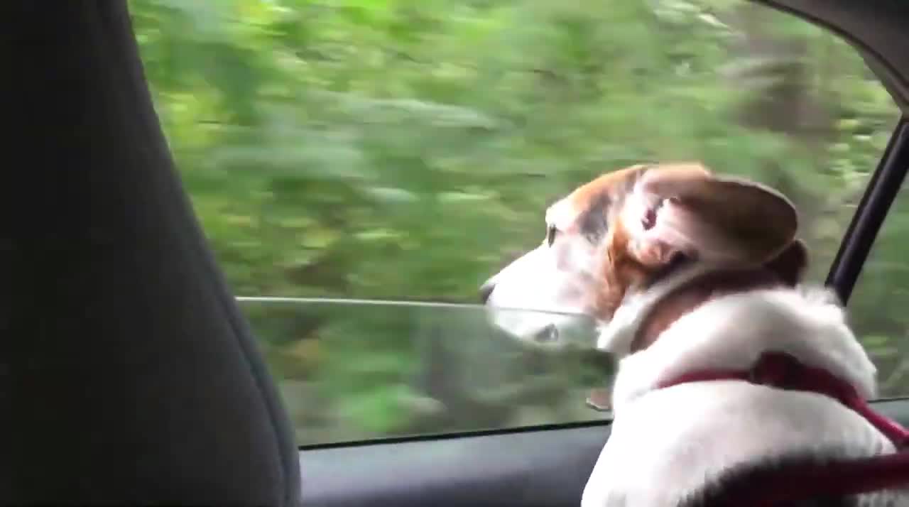 The Legend of Super Gus