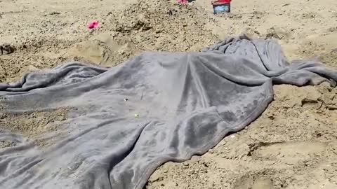 Seagull Tricked into Some Chips Then Briefly Covered with a Blanket