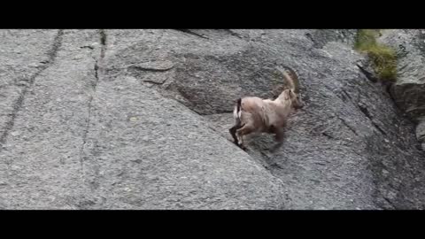 MOUNTAIN GOATS - These Creatures Don’t Care About The Laws Of Physics Despite Their Hooves3