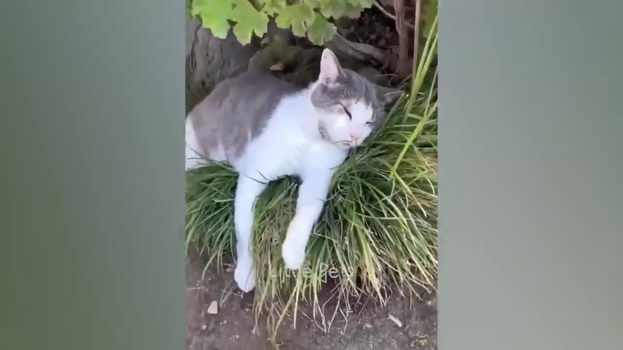 Funniest Animals 2023 ππ Best Cats and Dogs Videos πΆπΈ