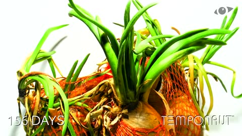 Timelapse Onions