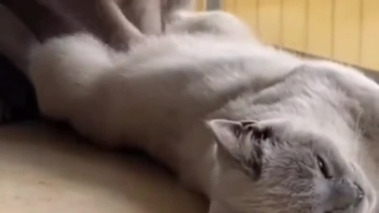 New funny cat video