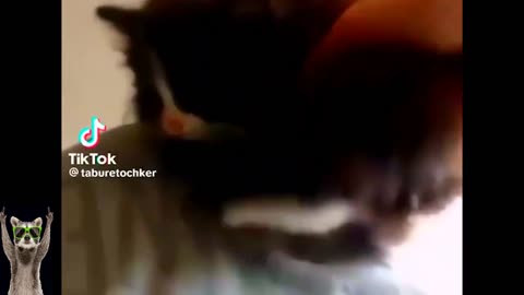 New Funny Animals Video 2023 | Funniest Cats and Dogs Videos | New Funny Video Of Cat And Dogs