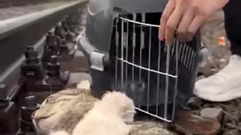 animals_cute 72