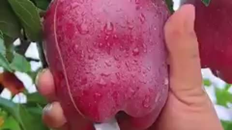 Wonderful fruit