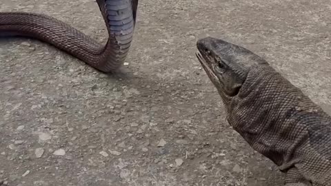 Komodo dragon and king cobra