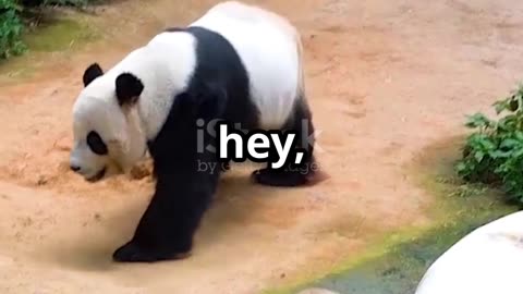 Adorable Panda