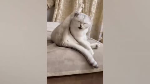 funny cats🐱 and dogs🐶 | funny animals 2023 | animals🐹🐭 funny😂😂 video