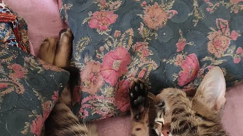 My lovely cat