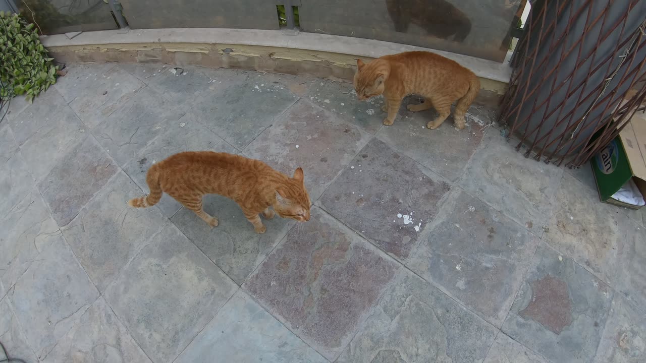 Homeless cats: CHRIS MARTIN & MICHAEL JACKSON & ED SHEERAN #ChrisMartin #MichaelJackson #EdSheeran