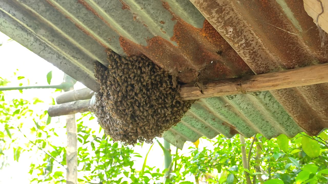 Massive bee 🐝 Swarm