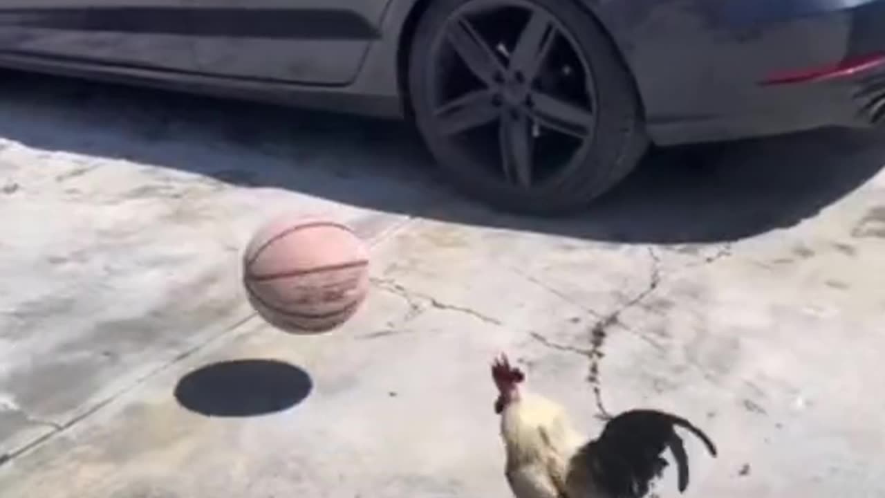 😂😂funny chicken playing football || funny animal