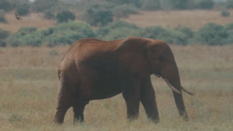 ELEPHANT