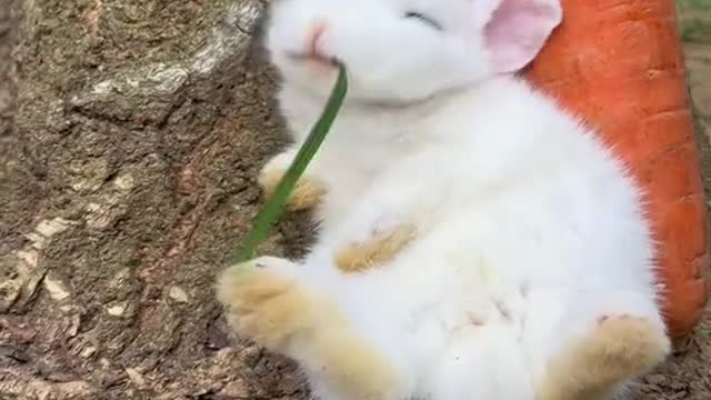 cute rabbit baby