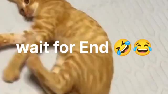 Funny animals video 2022