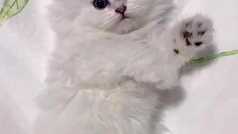 lovely cat video