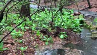 Rapids In Staten Island After Non-Stop Rain