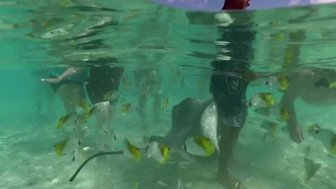 Playing with the sting rays on Bora Bora