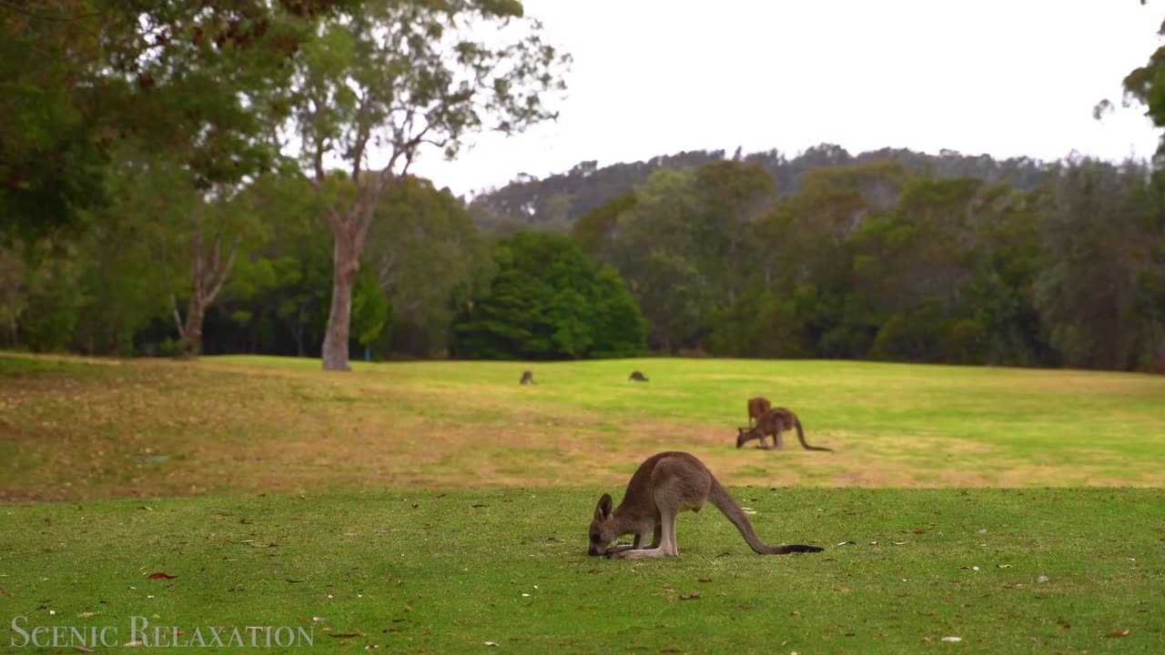 Wildlife of Australia & New Zealand (Kangaroo, Cassowary,)