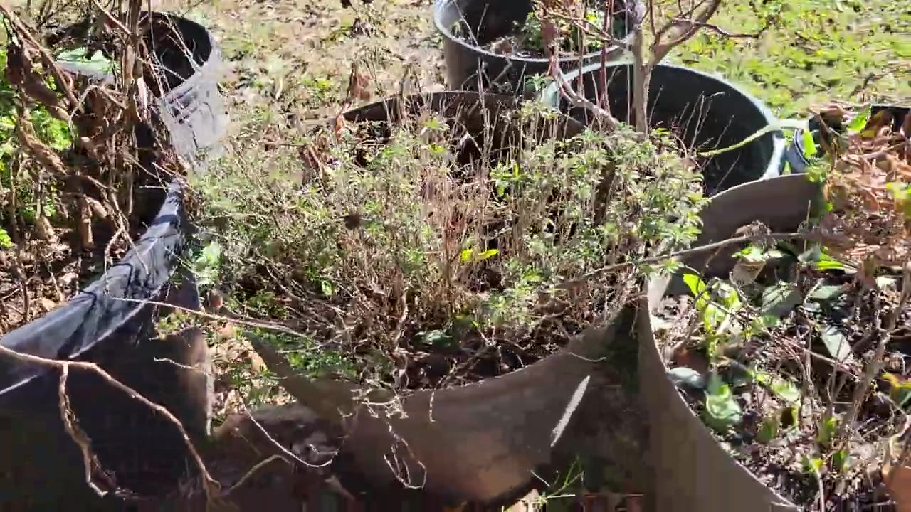 Marigold Super Easy Seed Saving