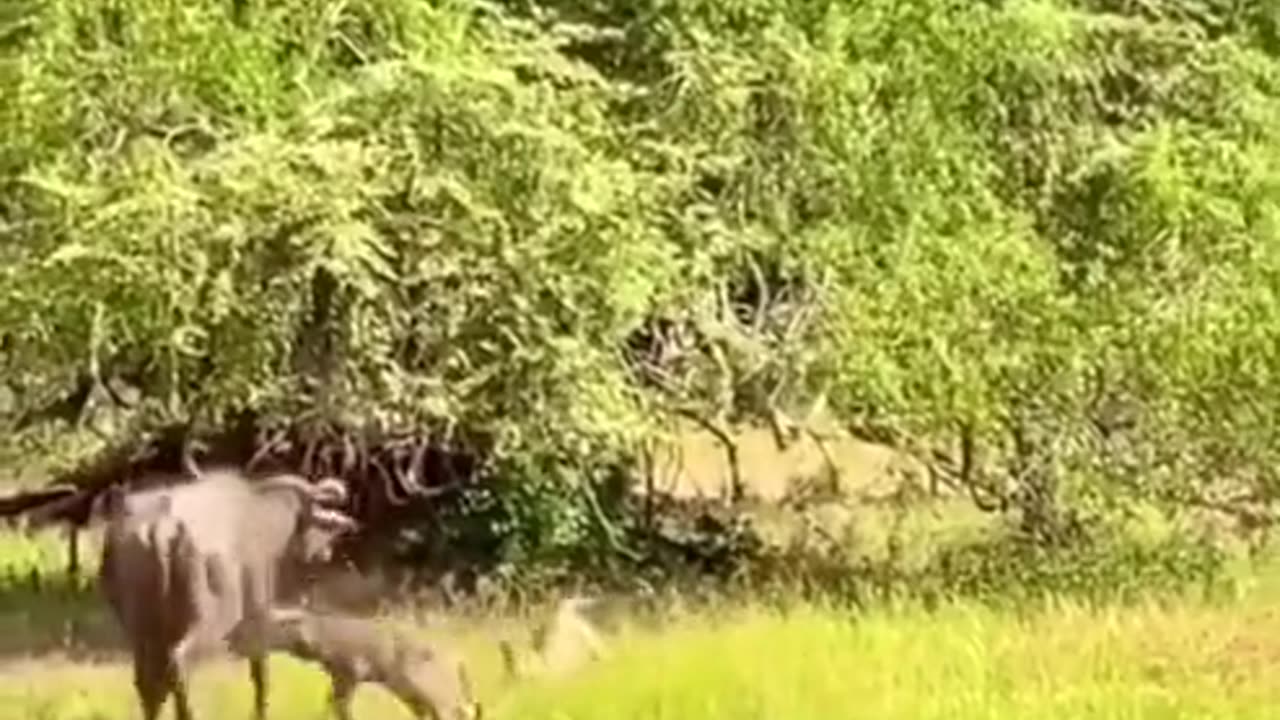 Buffalo couldn't look to have her new baby attacked by a leopard