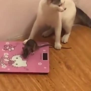 gato vs rato kkk