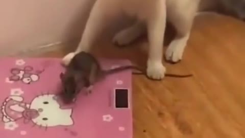 gato vs rato kkk