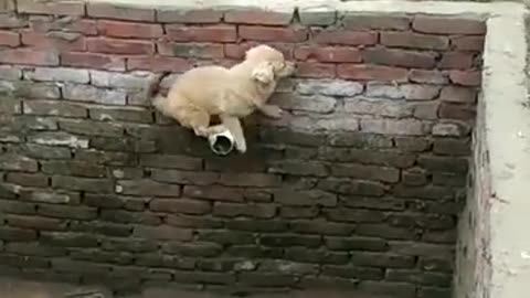 A dog that wants to jump