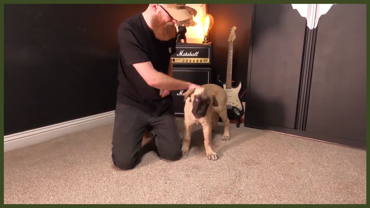 How To Start Training Your Puppy To Walk To Heel NOW!!