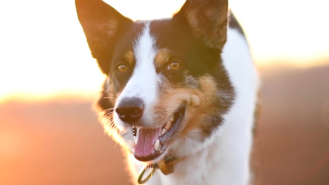 The dog is worried because he is standing in the heat