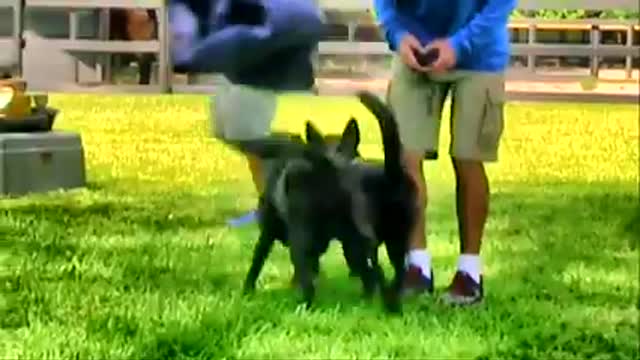 Teaching a dog to guard people and objects