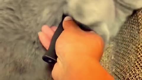 Funny cats video