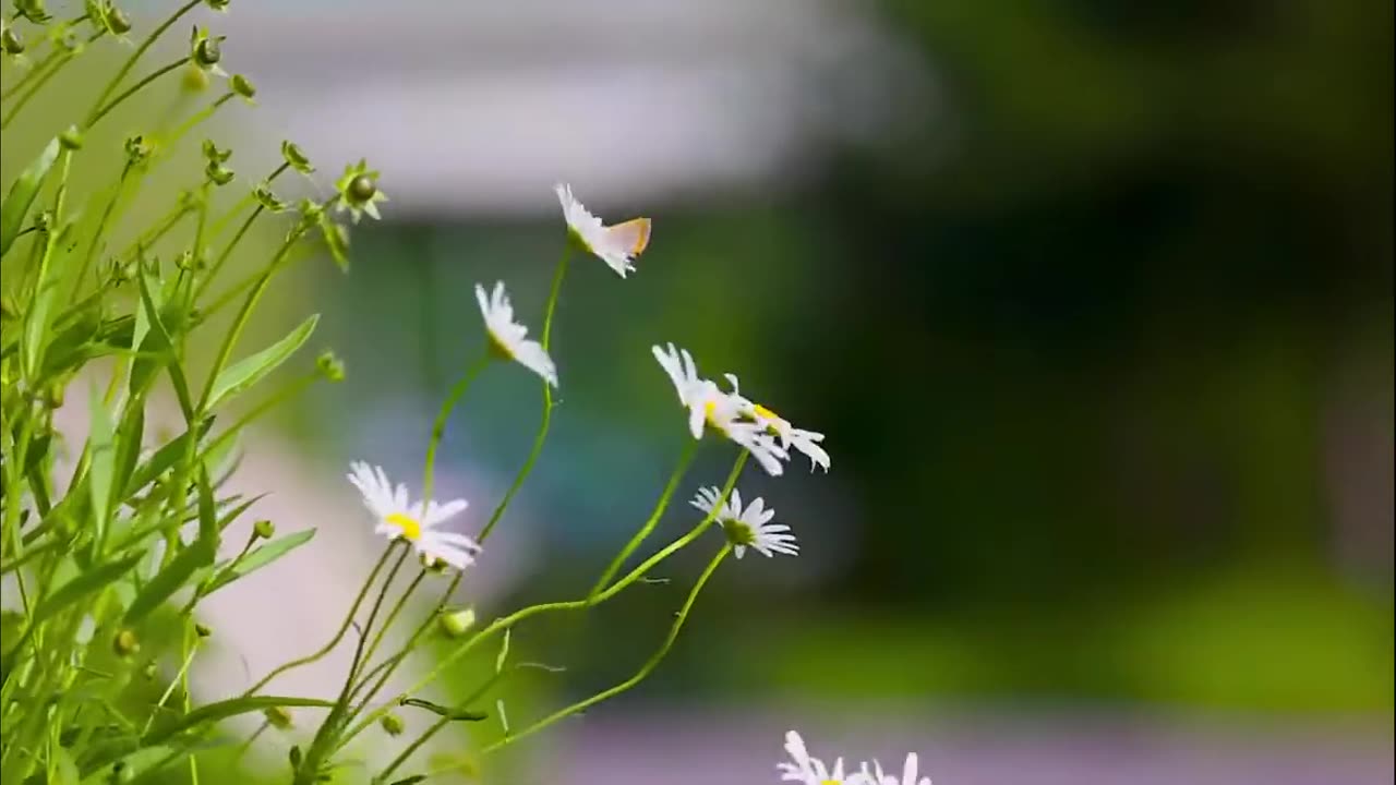 0:00 / 8:49 Relaxing River Sounds