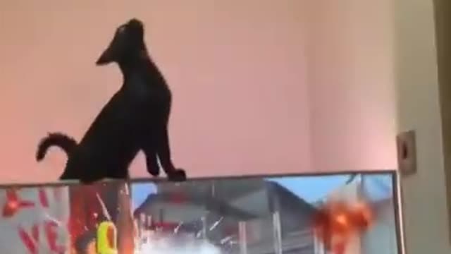 Funny cat videos subscribe for more videos