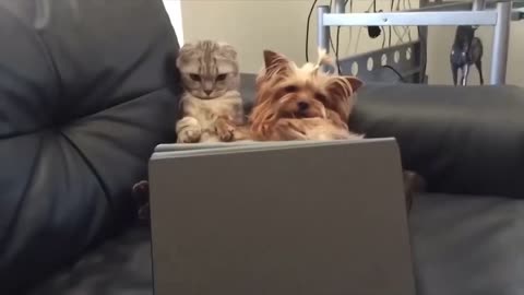 Best Funny Animal Videos 2023😂 Funniest Cats And Dogs Videos Will Make You Laugh part 2