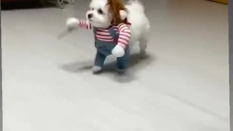 Funny dog